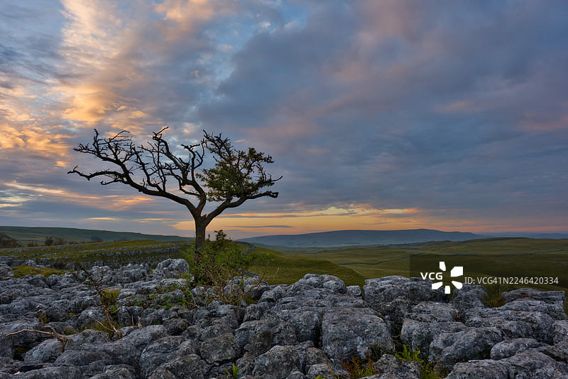 英国斯基普顿科尼斯通迪布，孤零零的树木和岩石前景的崎岖景观上的戏剧性日落图片素材