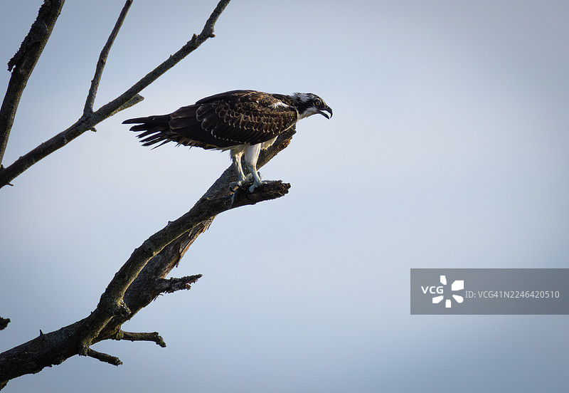 雄伟的鱼鹰栖息在光秃的树枝上，背景是晴朗的天空图片素材