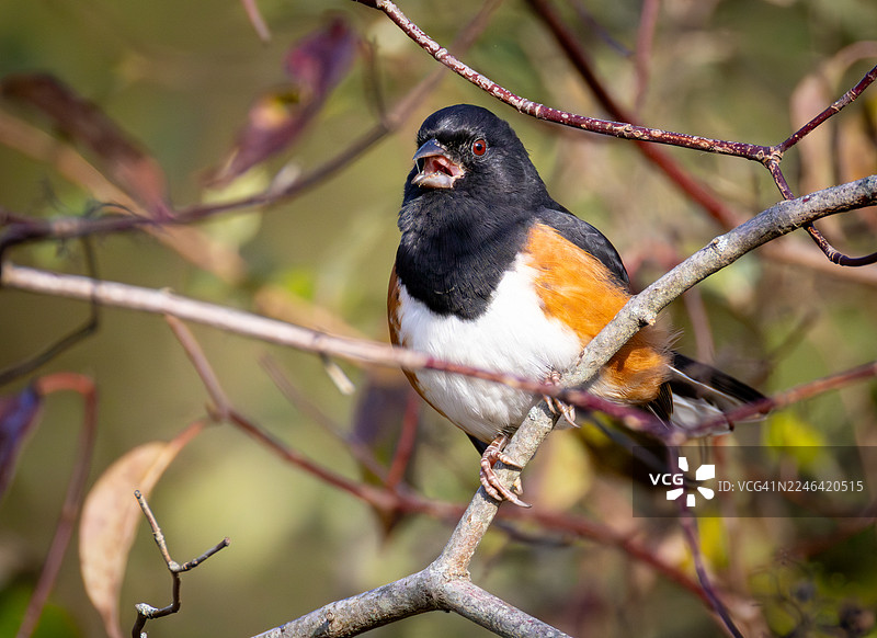 一只东部拖尾雀栖息在树枝上，张着嘴，喙部张开，展示着它鲜艳的羽毛的特写图片素材