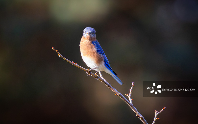 特写一只活泼的蓝鸟，栖息在精致的树枝上，沐浴在自然光下，背景柔和而黑暗图片素材