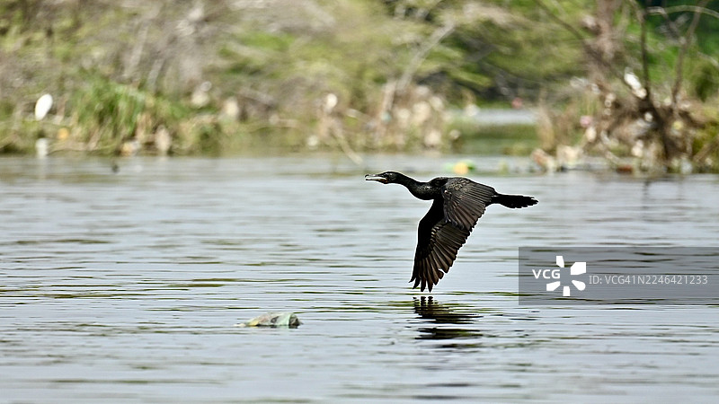 黑鸬鹚张开翅膀低飞掠过水面，倒影映在湖中图片素材