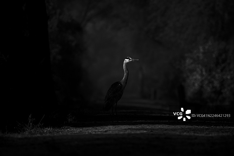 一只庄严的苍鹭优雅地站立在光线昏暗的小路上，它优雅的身影在黑暗的背景下形成剪影，唤起了大自然的神秘与孤独感图片素材