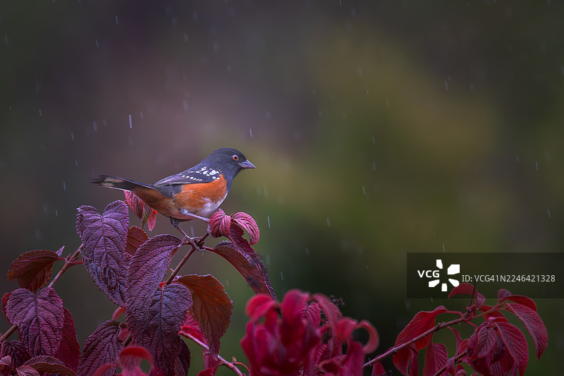 一只充满活力的斑点鹪鹩站在雨中，栖息在长满红叶的树枝上图片素材