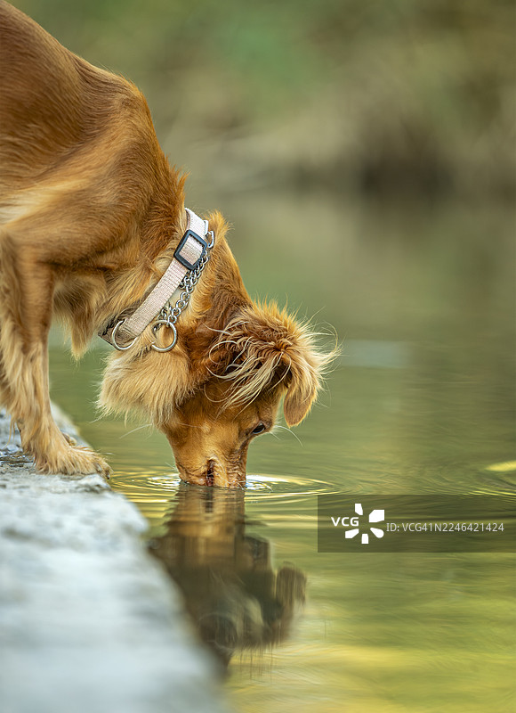 特写镜头，一只狗正在湖边喝水，以平视角度拍摄，面部焦点清晰图片素材