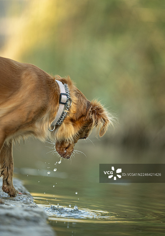 一只棕色的小狗正在湖边喝水，嘴边还滴着水珠图片素材