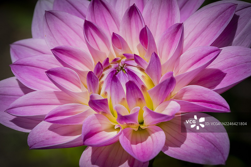 特写镜头下鲜艳的粉色大丽花花瓣，展现出精致的细节和柔和的阴影图片素材