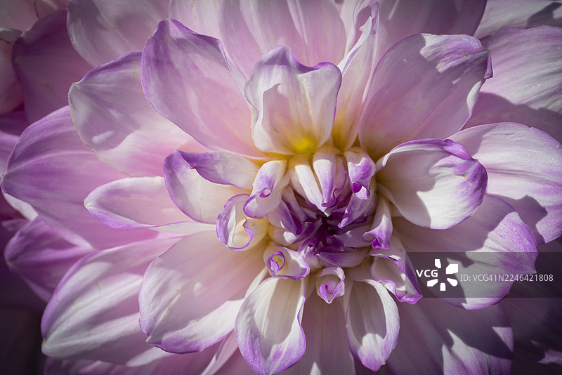 特写一朵美丽的粉白色大丽花，展示其精致的花瓣图片素材