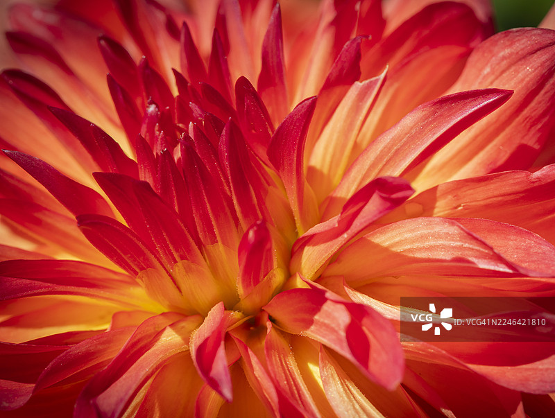 盛开的红色和黄色大丽花鲜艳的特写图片素材