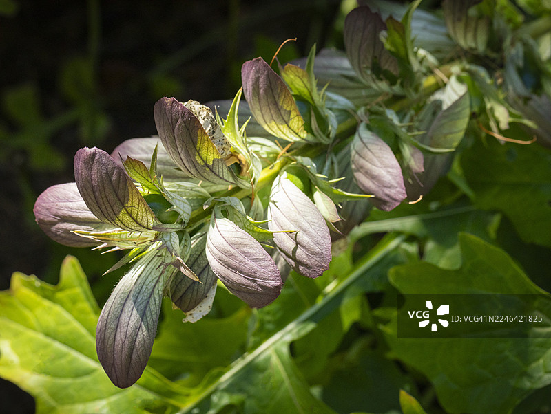 阳光下植物上鲜艳的绿叶和紫叶的特写图片素材