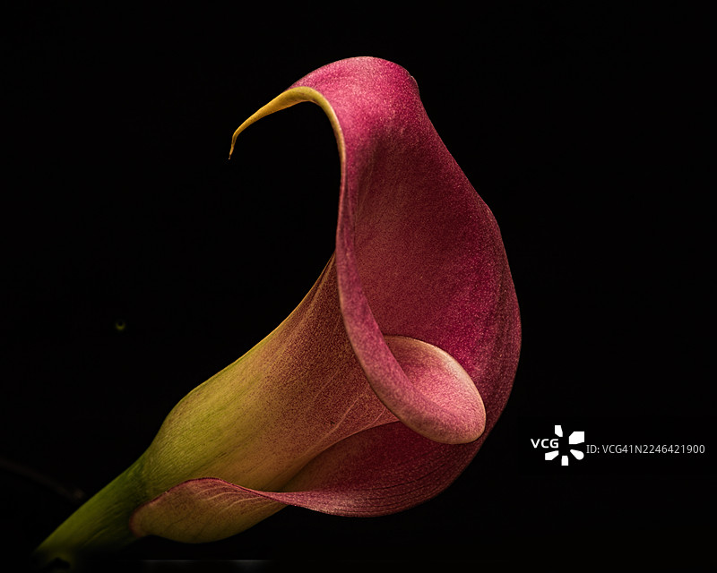 深色背景下，优雅的玫红色马蹄莲特写图片素材