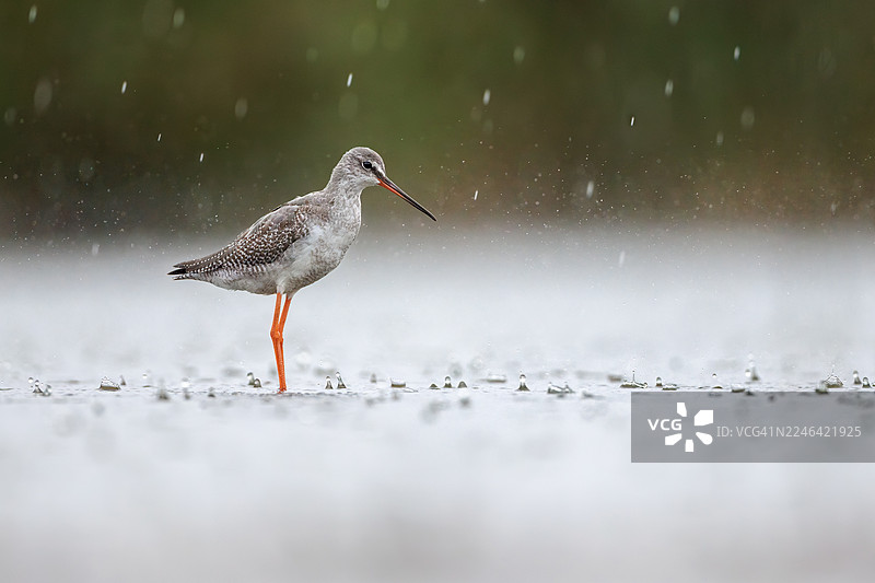 一只普通红脚鹬站在浅水中，雨滴落在水面激起涟漪和水花。图片素材