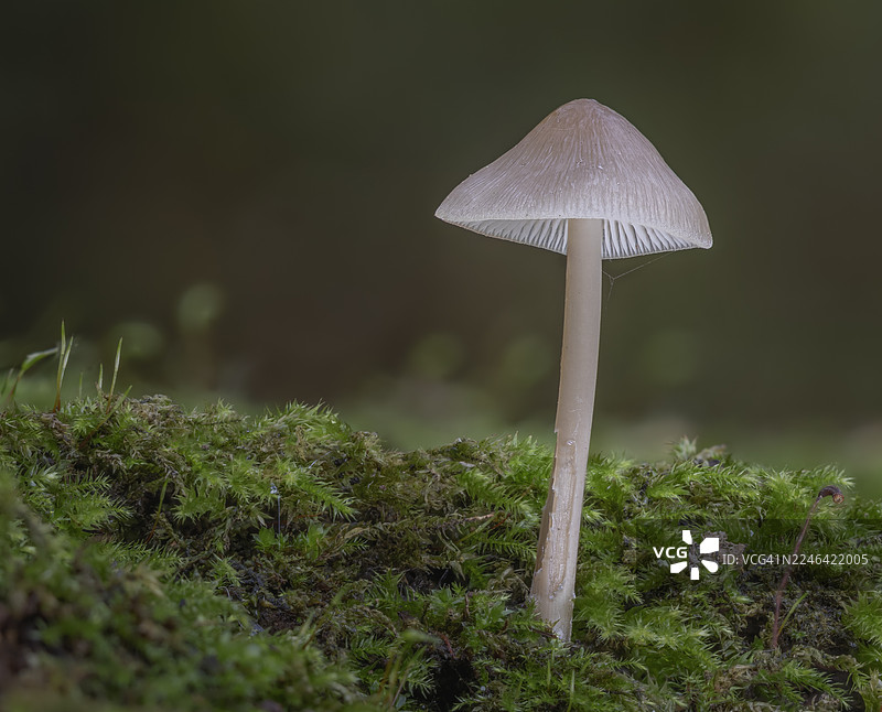 特写：娇嫩的蘑菇生长在生机勃勃的苔藓森林地面上，突显了大自然的精妙细节图片素材