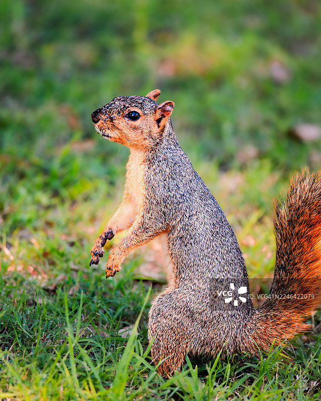 一只年轻的灰松鼠后腿站立在绿草地上，表情警觉图片素材