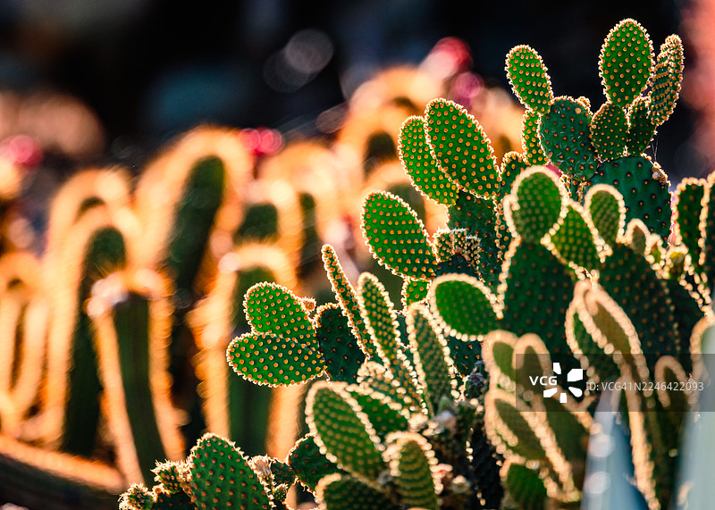 金色逆光下鲜艳的绿色多肉植物特写图片素材