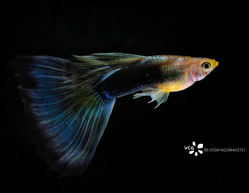特写镜头，一条色彩鲜艳的孔雀鱼，尾巴飘逸，背景是纯粹的黑色，突显其复杂的色彩和图案。图片素材