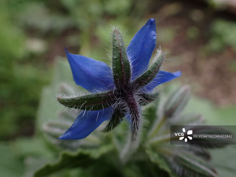 特写一株充满活力的紫色开花植物，细节精致，背景柔焦图片素材