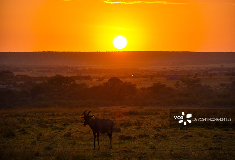 非洲野生动物在肯尼亚马赛马拉国家保护区草原上，以鲜艳的橙色日落为背景剪影图片素材