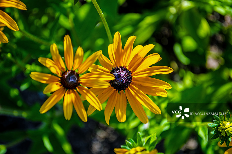 阳光明媚的日子里，花园中鲜艳的黄色黑眼苏珊花特写图片素材