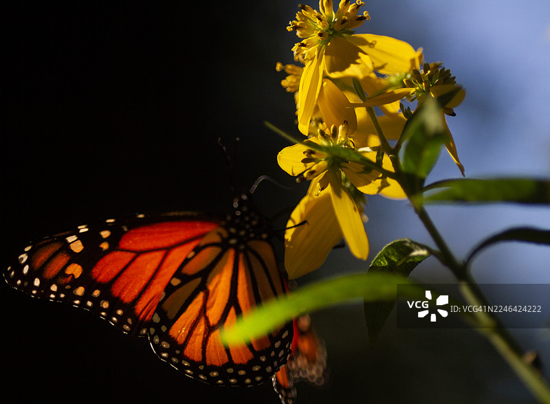 阳光沐浴下的帝王蝶栖息在明亮的黄花上图片素材