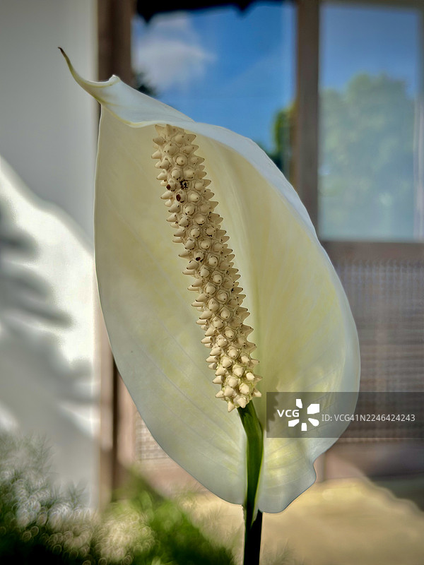 特写镜头，一株开着白色花朵的白掌植物，背景模糊图片素材