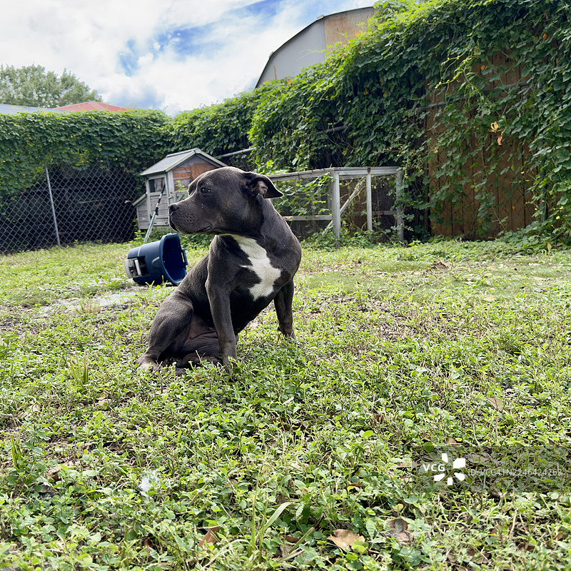 一只强壮的灰白色比特犬警惕地坐在一片绿色的后院草地上，看向旁边。图片素材