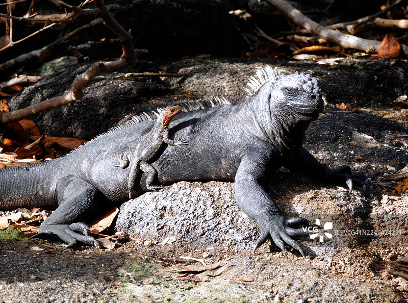 加拉帕戈斯群岛，一只海鬣蜥背上停着一只熔岩蜥蜴图片素材