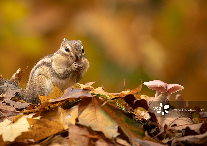 秋叶和蘑菇点缀的森林里，一只脸颊塞满食物的花栗鼠的特写图片素材