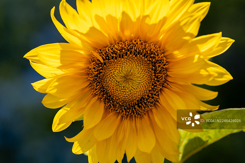 盛开的鲜黄色向日葵特写，在自然光下展示其精美的花心和花瓣图片素材