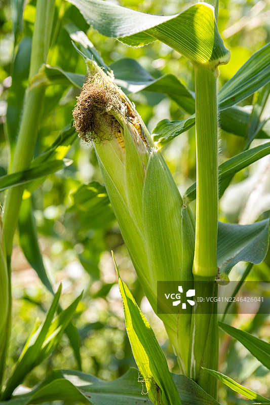 玉米在田地里生长，沐浴在自然阳光下的特写图片素材