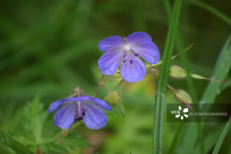 近距离拍摄充满活力的紫色野酢浆草花朵，上面带有水滴，周围环绕着郁郁葱葱的绿色叶子，展示了自然的细腻之美图片素材
