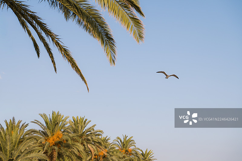 仰视视角，一只鸟在晴朗的蓝天下展翅飞翔，背景是棕榈树图片素材