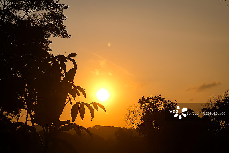 橙色落日天空下的树木和树叶剪影图片素材