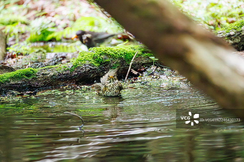 日本灰鸫（Turdus cardis）在泉水中沐浴。野生鸟类。观鸟，日本山梨县富士吉田市大宝泉。- 2025图片素材