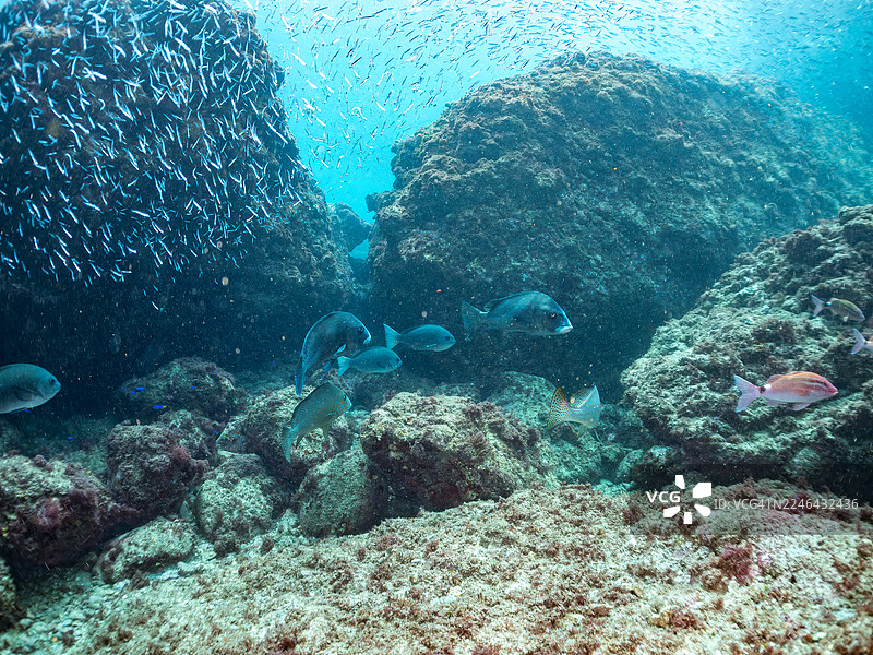 月牙鲷、斑纹月牙鲷、花身月牙鲷、黑斑海鲈、大鳞黑鲈、白鞍须鲷等鱼群。平矶海滩，仲城港图片素材