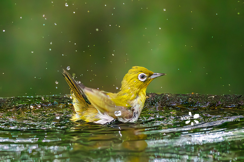 一群可爱的日本暗眼鹛(Zosterops Japonica)在山梨县秦野市、宫元山公园、宫元山鸟类保护区的一处泉水中沐浴 - 2025年。图片素材