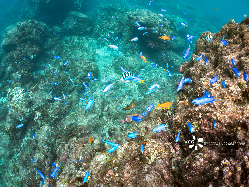 海金鱼(Pseudanthias squamipinnis)、天宫雀鲷(Pomacentrus coelestis)等鱼群。日本静冈县伊豆半岛南伊豆町弓滨海滩、中木港 - 2025图片素材