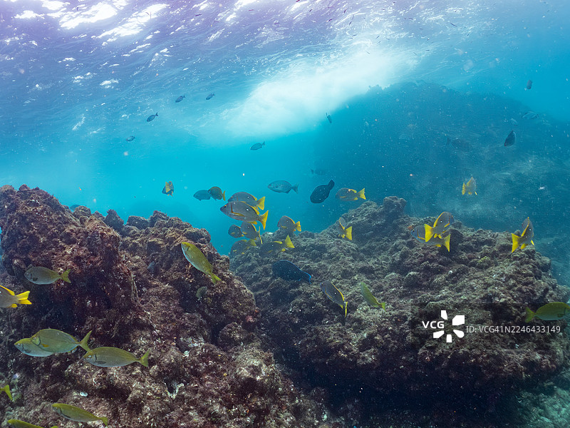 蓝斑海鲈、星拟鳞鲹、锯尾鱼、大鳞黑鱼、瓦氏舵鱼、白鞍须唇鲱等鱼群。位于南伊豆中木港平矶海滩。图片素材