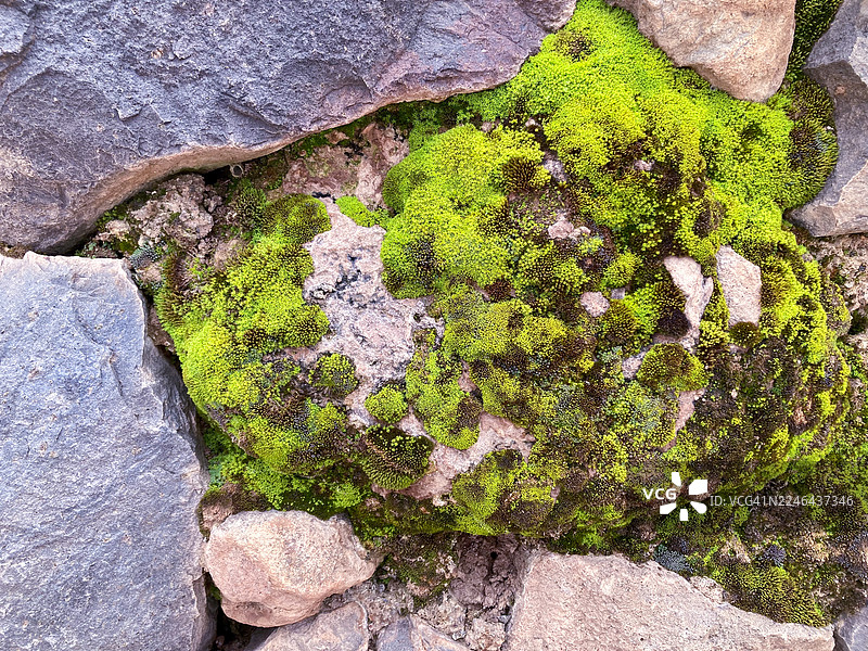秘鲁库斯科皮萨克遗址道路旁的苔藓图片素材