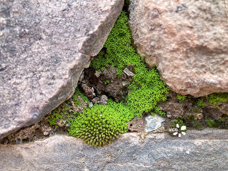 秘鲁库斯科皮萨克遗址路上，石头间的苔藓图片素材