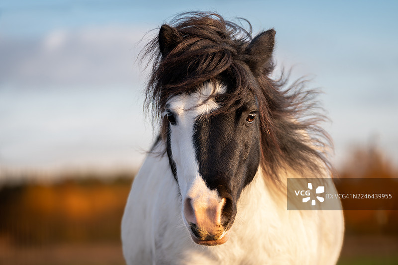 黑白花色设特兰小马肖像图片素材
