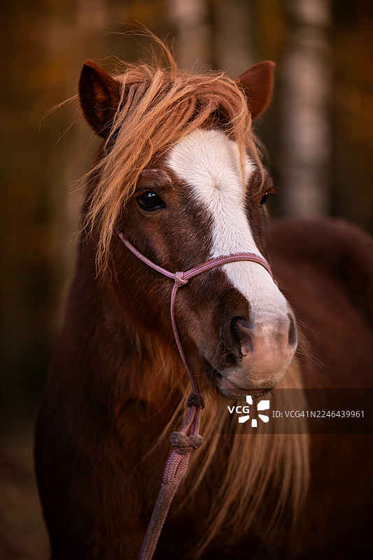 秋季设得兰矮马肖像图片素材