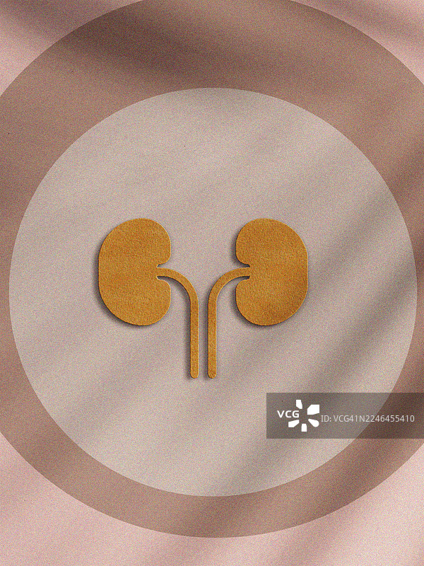 数字剪纸插画，描绘了人体肾脏，采用分层剪纸风格的形状设计，呈现出干净现代的医疗外观。该图像以简单、专业且视觉吸引力的方式突出了肾脏解剖结构，非常适合健康、解剖学和教育领域。图片素材