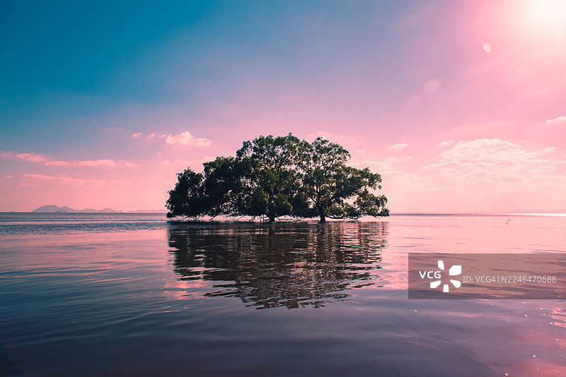 泰国春蓬府，一棵孤树生长在水中央。图片素材