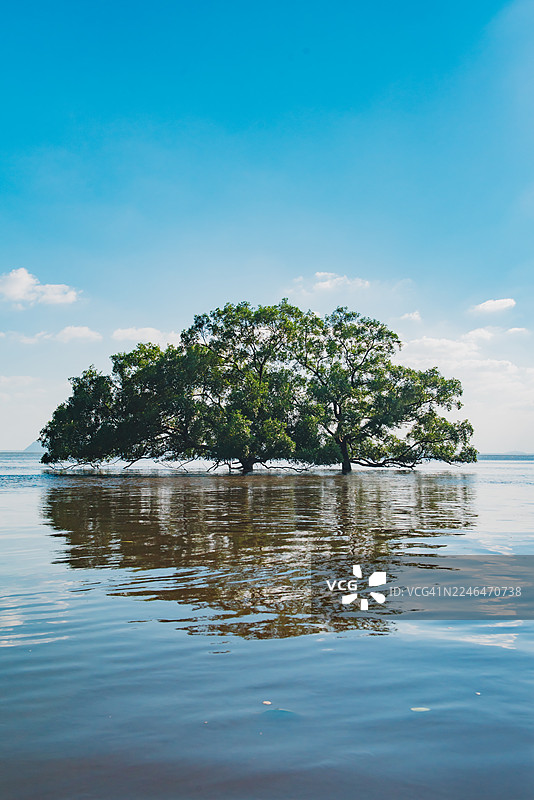 泰国春蓬府，一棵孤树生长在水中央。图片素材