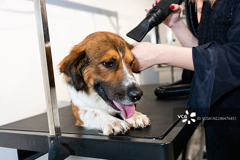 狗狗在宠物美容院享受美容图片素材
