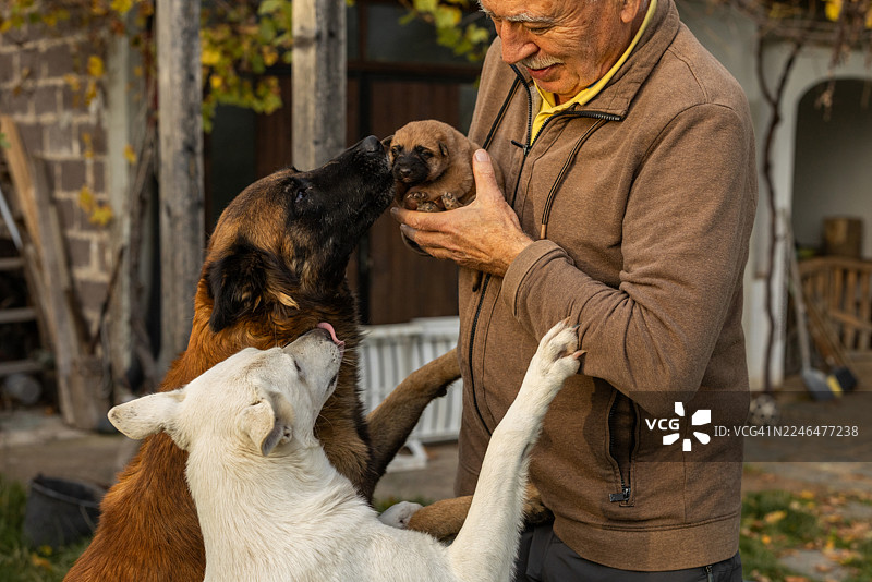 慈祥的老人与两只成年狗和一只幼犬在户外的家中温馨互动图片素材