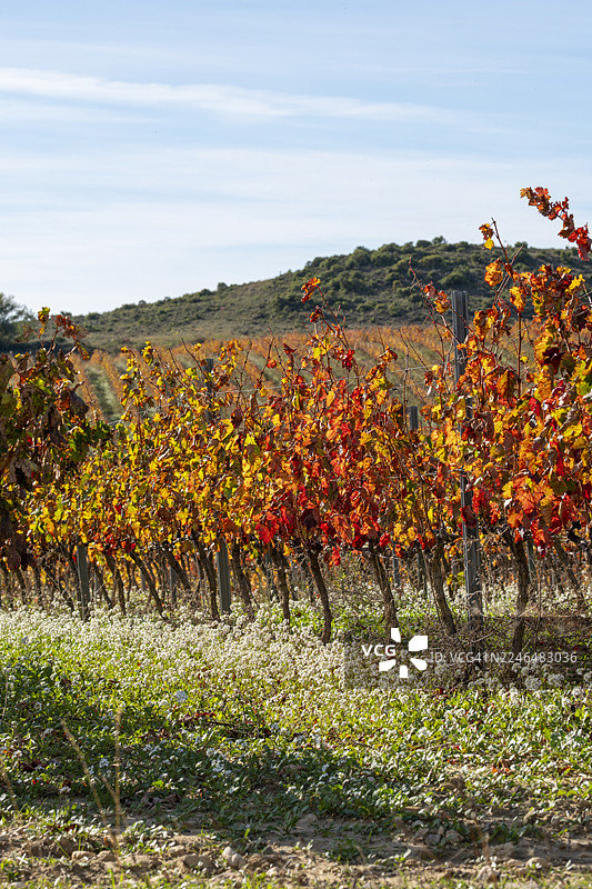 秋日暖色调的藤蔓横跨在里奥哈的山坡上图片素材