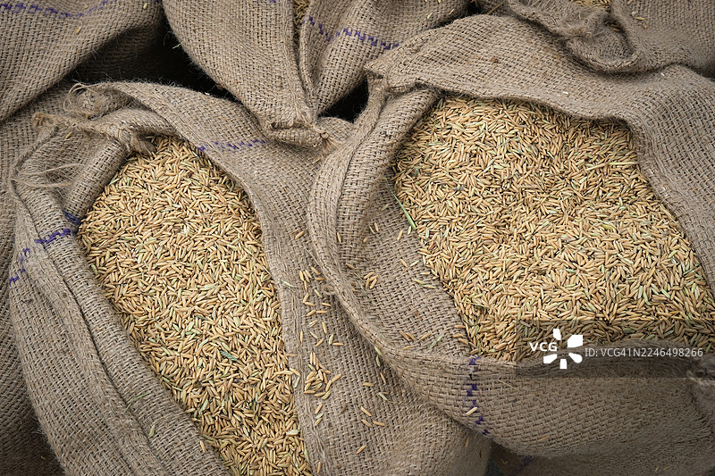 一袋袋的稻谷图片素材