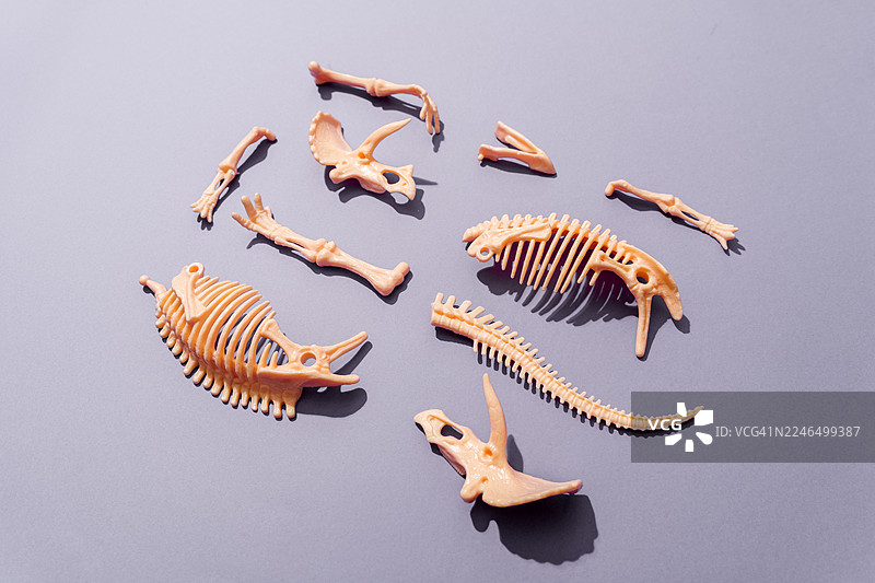 三角龙化石骨架拼图块图片素材