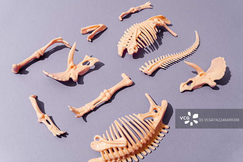 三角龙恐龙化石骨骼 教学与古生物学图片素材